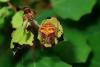 Araneus sp.